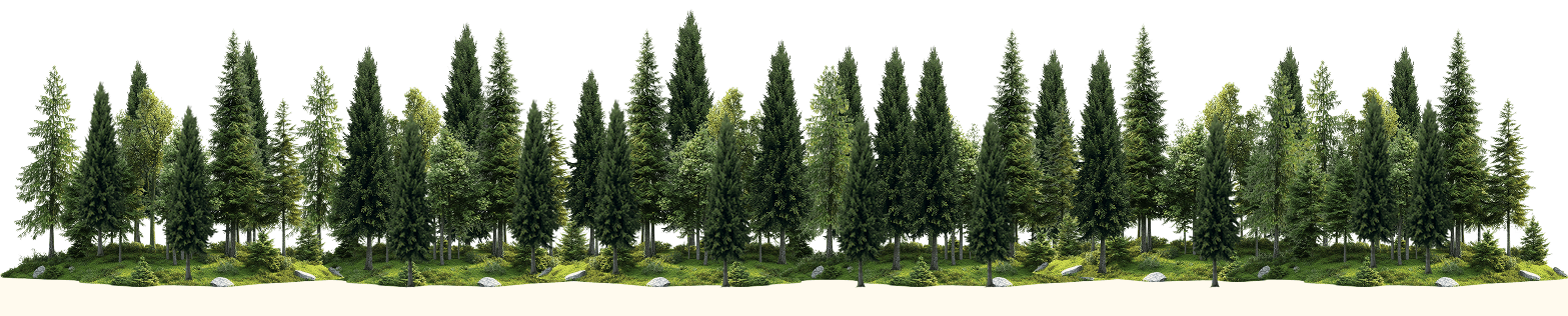 Blurred forest trees
